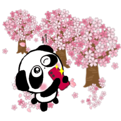 [LINEスタンプ] ぱんだのぴ〜ちゃん♪SAKURAさくら桜♡