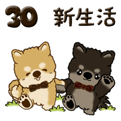 [LINEスタンプ] 柴犬 ちゃちゃ丸たち 30『新生活に便利』