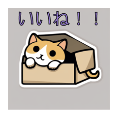 [LINEスタンプ] 箱猫ニャーン！遊ぼうよ～