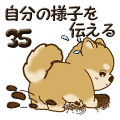 [LINEスタンプ] 柴犬 ちゃちゃ丸 35『自分の様子を伝える』