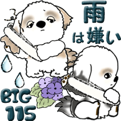 [LINEスタンプ] 【Big】シーズー犬 115『雨嫌い！』