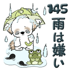 [LINEスタンプ] シーズー犬 145『雨嫌い！』