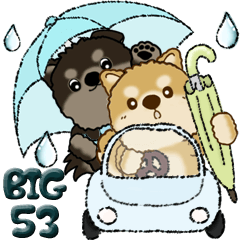 [LINEスタンプ] 【Big】柴犬・ちゃちゃ丸たち 53『雨嫌い』