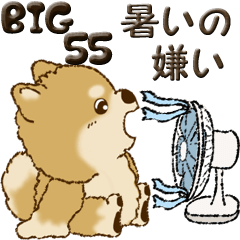 [LINEスタンプ] 【Big】柴犬・ちゃちゃ丸 55『暑いの嫌い』